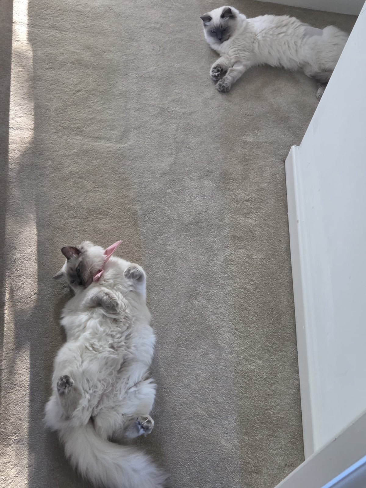Ruby and Rosie, PuddingCats Ragdolls, relaxing