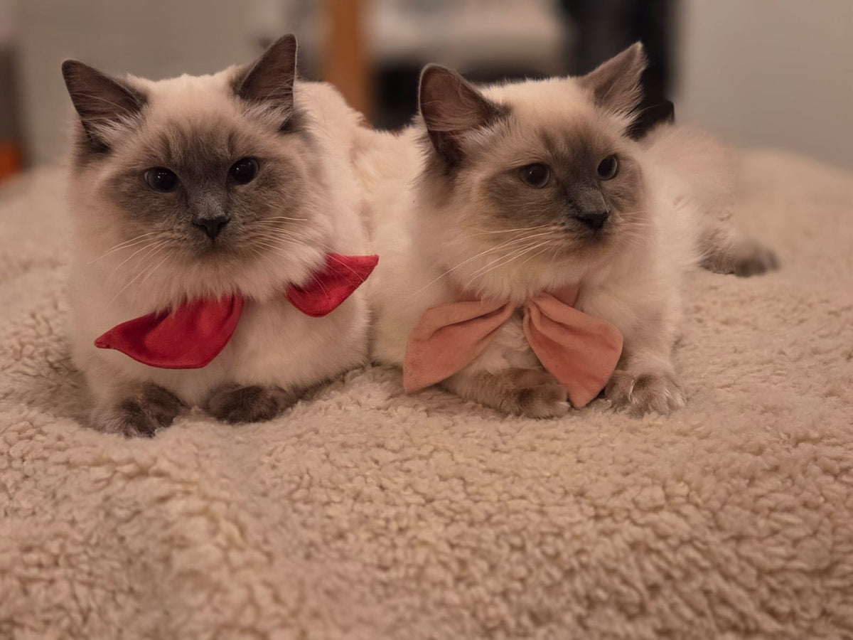 Ruby and Rosie, the PuddingCats Ragdolls, wearing their red and pink bows